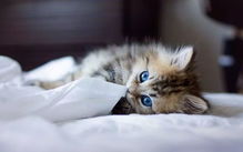 养了4年的猫把主人咬到输液1周